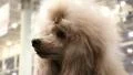Apricot poodle with beautiful hairstyle HD Footage