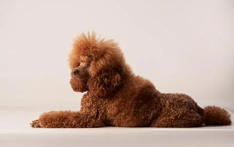 Apricot Poodle Lying Down Foto stock