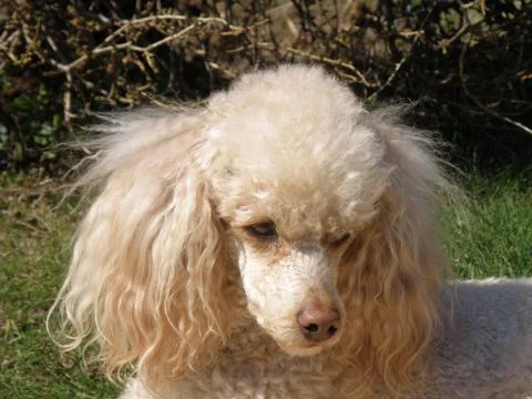 Apricot poodle Stock Photos
