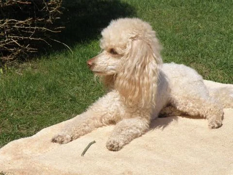 Apricot poodle Stock Photos