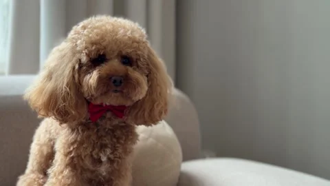 Apricot poodle portrait on sofa through calming home sequence Stock Footage 338063119