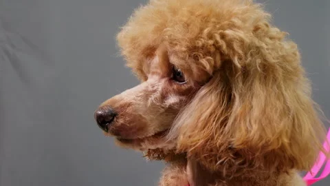 Apricot Poodle Posing on Gray Background Stock Footage 320991093