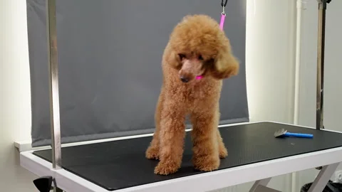 Apricot Poodle Posing on Grooming Table Stock Footage 320991232