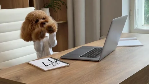 Apricot poodle progresses from resting to attentive pose behind wooden desk Stock Footage 338058495