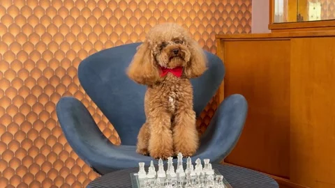 Apricot poodle progressing from sitting to perched on blue modern armchair with Video stock 338064966