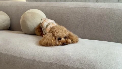 Apricot poodle resting on light gray sofa with throw pillows Stock Footage 338062808