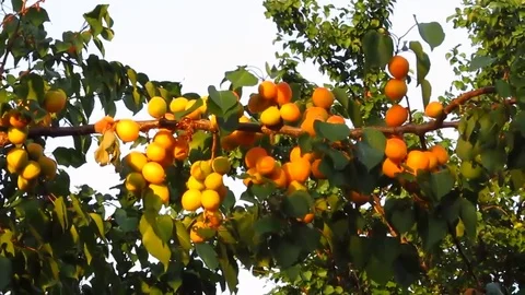 The apricot is ripe Stock Footage 83131239