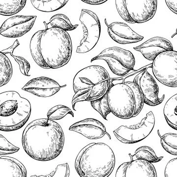 Apricot seamless pattern. Vector drawing. Hand drawn fruit Stock Illustration