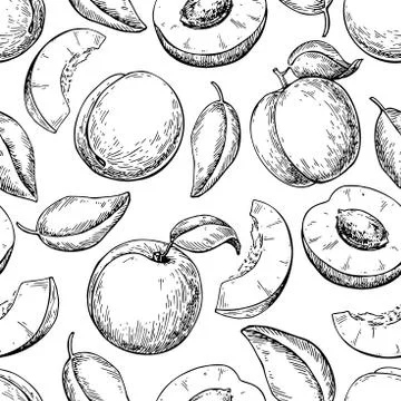 Apricot seamless pattern. Vector drawing . Hand drawn fruit Stock Illustration
