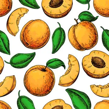 Apricot seamless pattern. Vector drawing . Hand drawn fruit and Stock Illustration