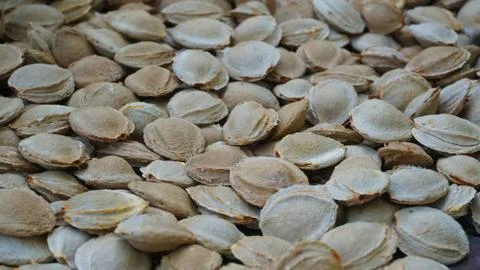 Apricot seed Foto stock