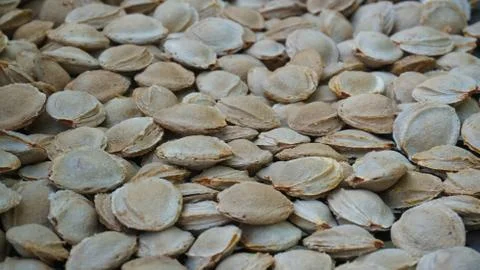 Apricot seed Stock Photos