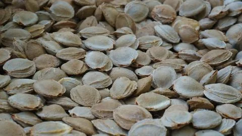 Apricot seed Stock Photos