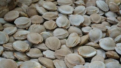 Apricot seed Stock Photos