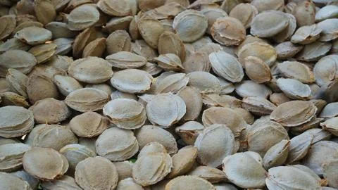 Apricot seed Stock Photos