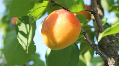 Apricot shaking in the breeze Stock Footage 7733660