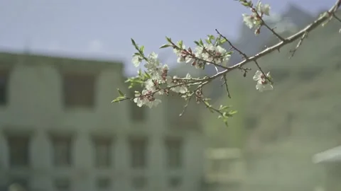 Apricot small brunch Stockbeeldmateriaal 136404544