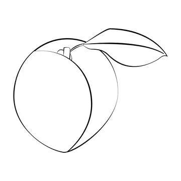 Apricot with a thin line. Vector on a white background Stock Illustration