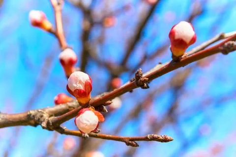 Apricot three Stock Photos