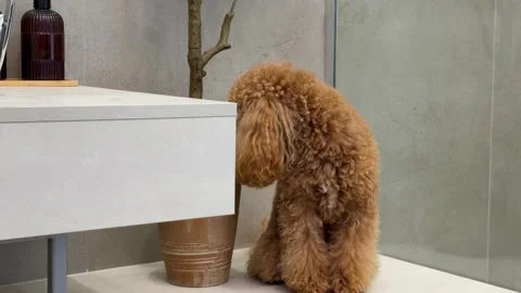 Apricot toy poodle performing small gestures in minimalist bathroom sequence Stock Footage 338058348