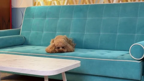 Apricot toy poodle progressing from resting to alert on turquoise midcentury Stock Footage 338064391