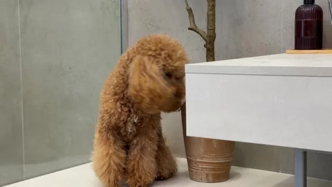 Apricot toy poodle progressing from stillness to playful paw lift in modern Stock Footage 338059228
