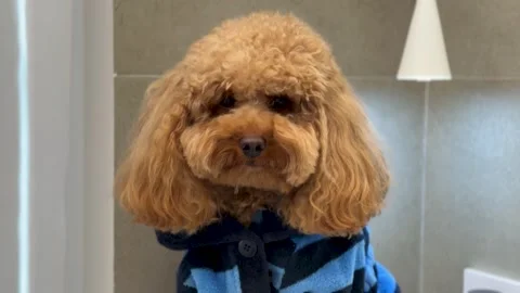 Apricot toy poodle progressing through grooming routine in bathroom Stock Footage 338056936