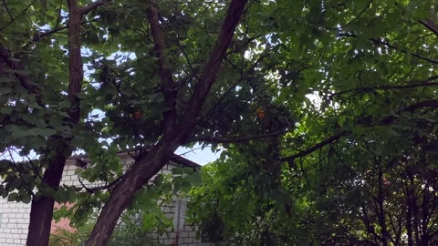 Apricot tree on the background of the blue sky. Apricot tree close up. Vídeos de archivo 244159768