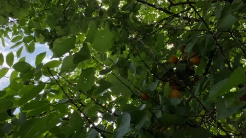 An apricot tree bears large yellow apricots against the background of the sky Vídeos de archivo 244159590