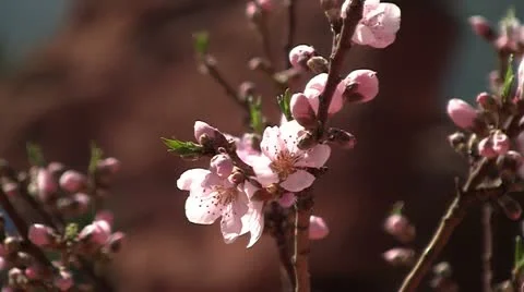 Apricot tree in bloom Stock Footage 10855368