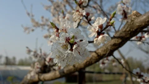 Apricot tree in bloom Stock Footage 106993025