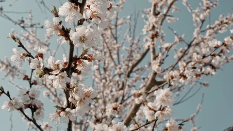 Apricot tree in bloom Stock Footage 107478776