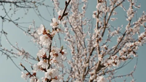 Apricot tree in bloom Stock Footage 107479408