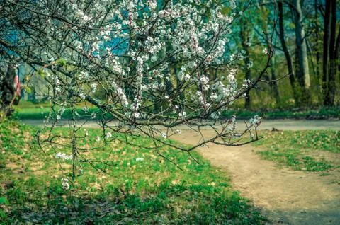 Apricot tree in bloom at spring time Stock Photos