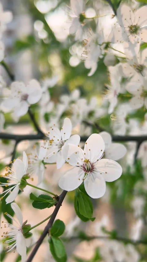 Apricot tree blooming in spring garden. Stock Footage 333637314