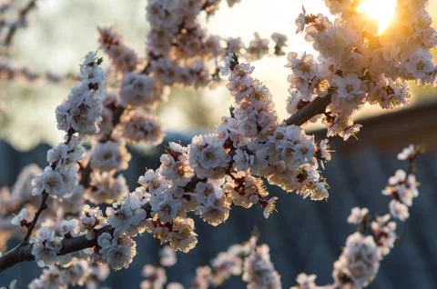 Apricot tree blooms Stock Photos