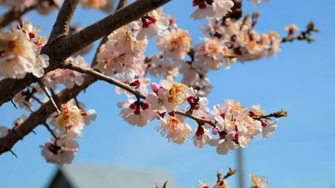 Apricot tree blooms in spring against sky background. Stock Footage 189433334