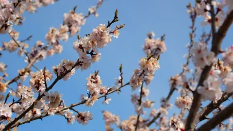 Apricot tree blooms in spring against sky background. Stock Footage 190874784