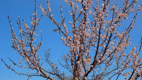 Apricot tree blooms in spring against sky background. Stock Footage 193343185