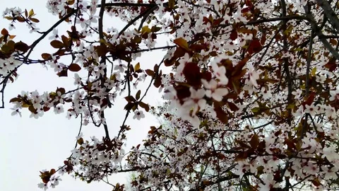 Apricot tree blooms in the spring Stock Footage 127508379