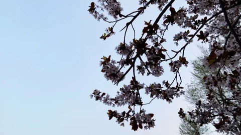 Apricot tree blooms in the spring Stock Footage 127508388