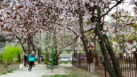 Apricot tree blooms in the spring Stock Footage 127508458
