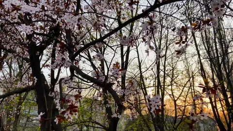 Apricot tree blooms in the spring Stock Footage 127508460
