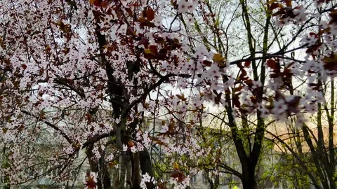 Apricot tree blooms in the spring Stock Footage 127508495