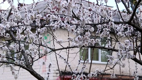 Apricot tree blossom Stock Footage 70924923