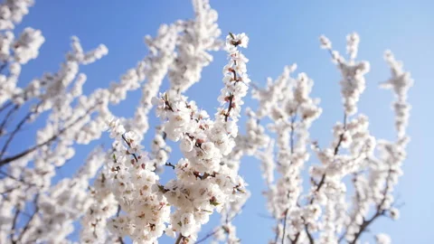 Apricot tree blossom Stock Footage 89902411
