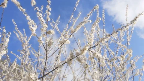 Apricot tree blossom Stock Footage 89902582