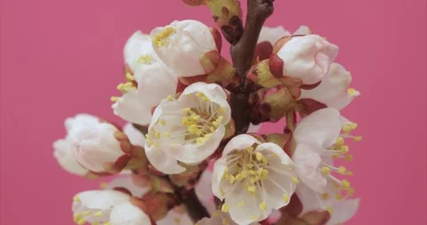 Apricot tree blossoming on pink background timelapse Stock Footage 89283473