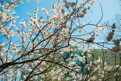An apricot tree blossoming in spring from a window against a blue sky and a m Stock Photos