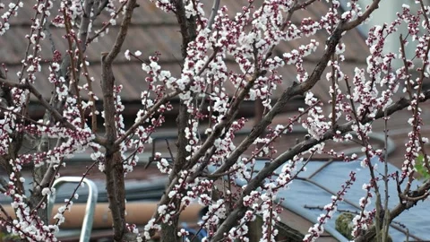 Apricot tree blossoms blooming in spring in an urban garden Stock Footage 331720122